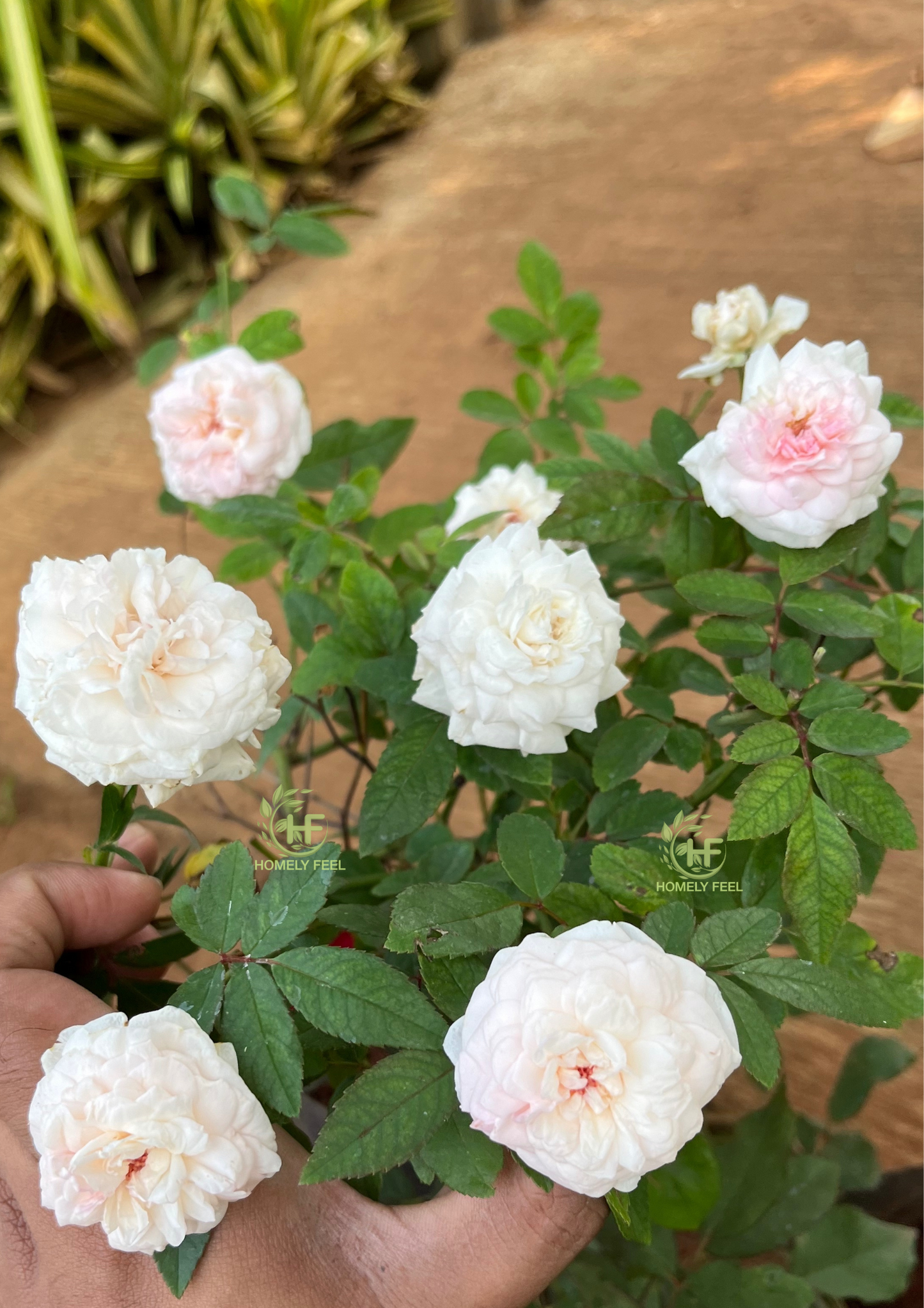 Brittish Queen Rose(Own Rooted, Scented)