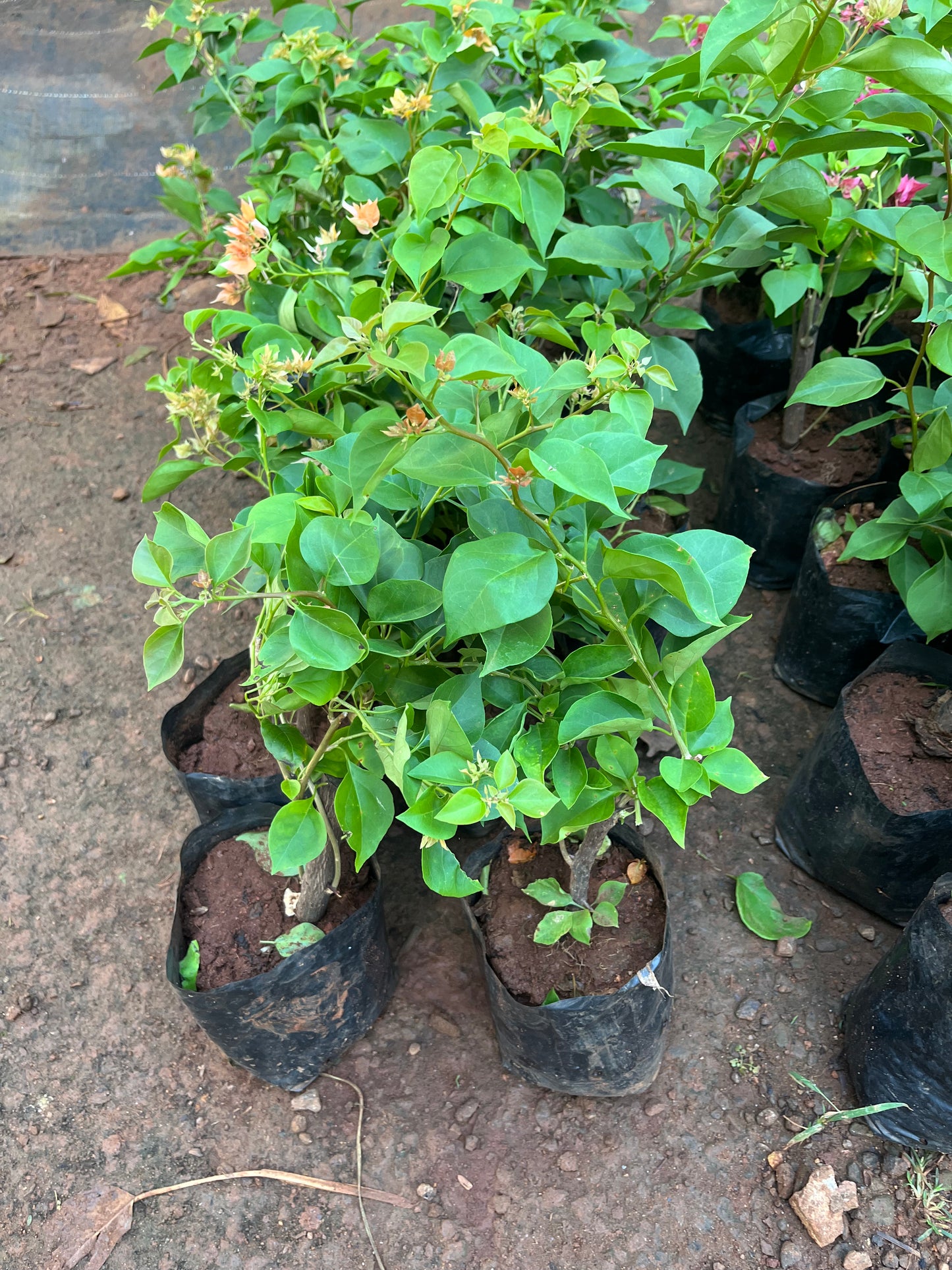 Bougainvillea Mahara Orange