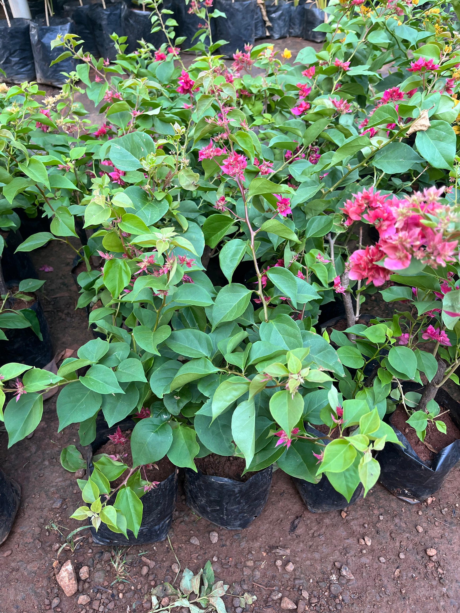 Bougainvillea Mahara Magenta – HomelyFeelGardens