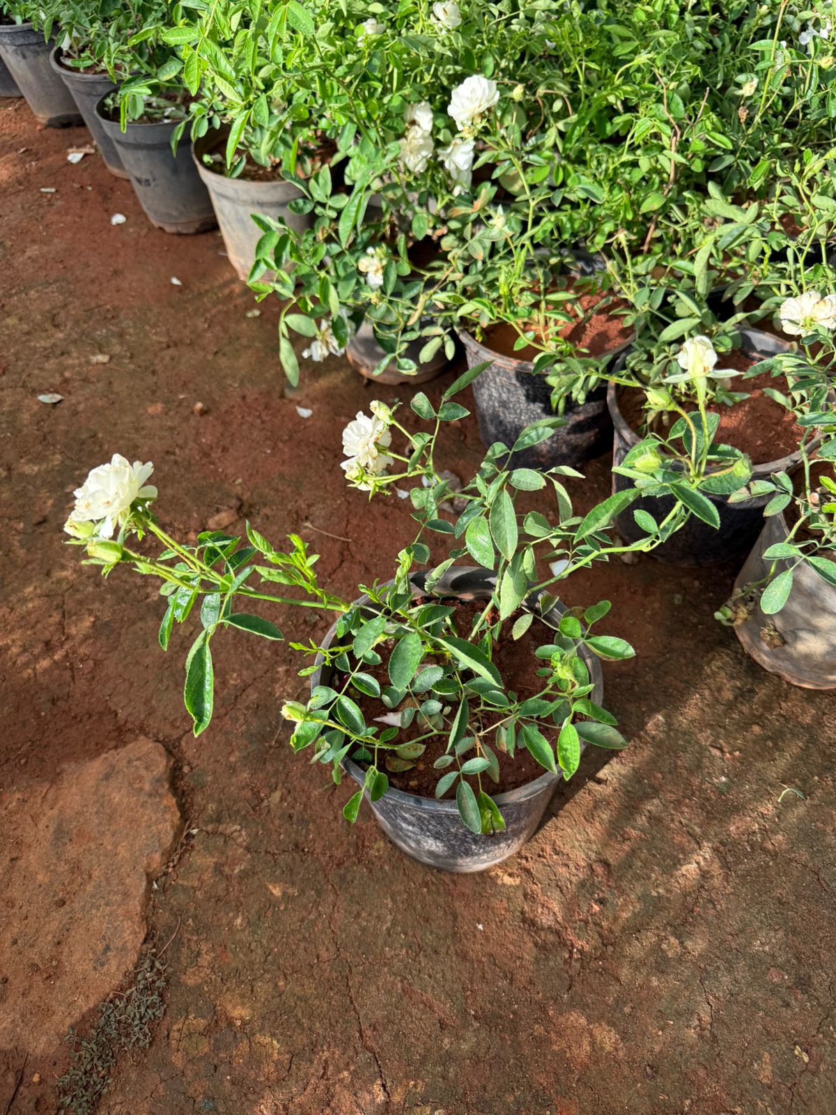 Creeper Summer Snow Rose(Own Rooted-Nadan)