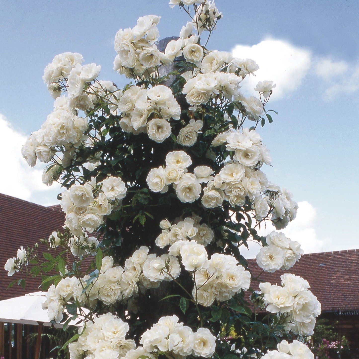 Climbing Rose White(Own Rooted-Nadan)