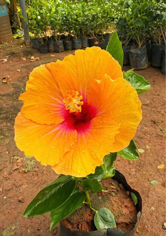 Hibiscus Sandal Fiesta Hybrid