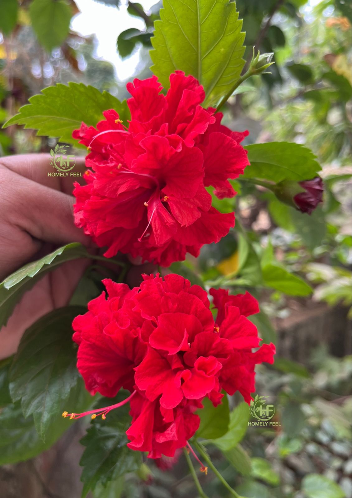 Hibiscus Red Multi-petal