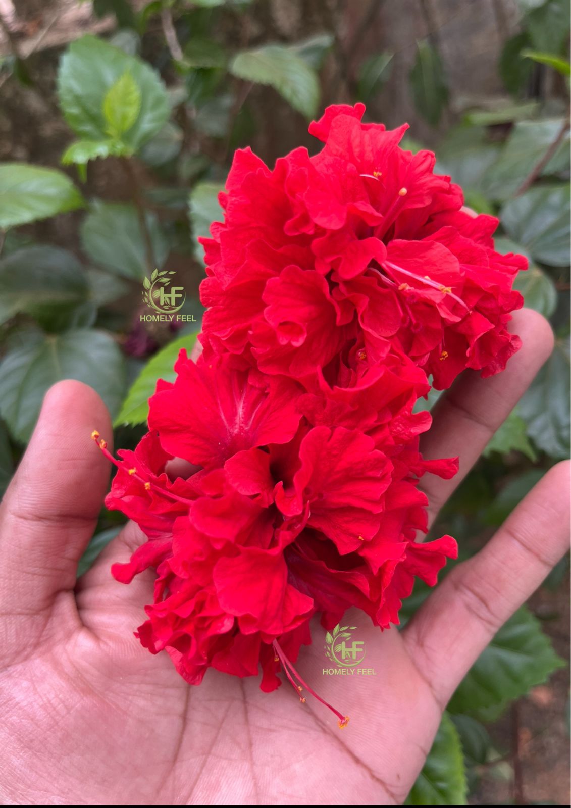 Hibiscus Red Multi-petal