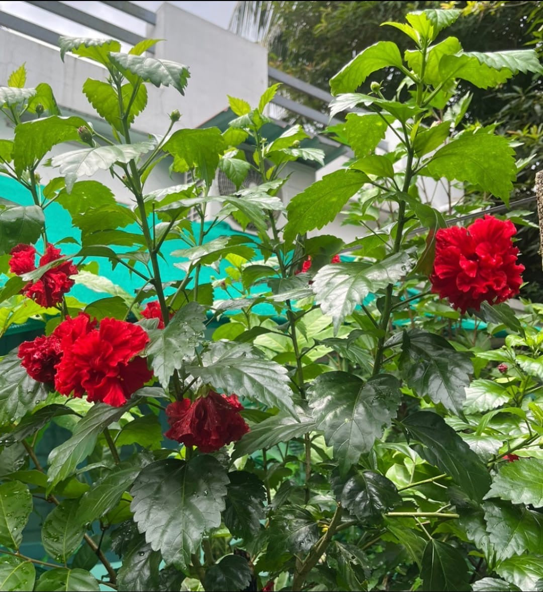 Hibiscus Red Multi-petal