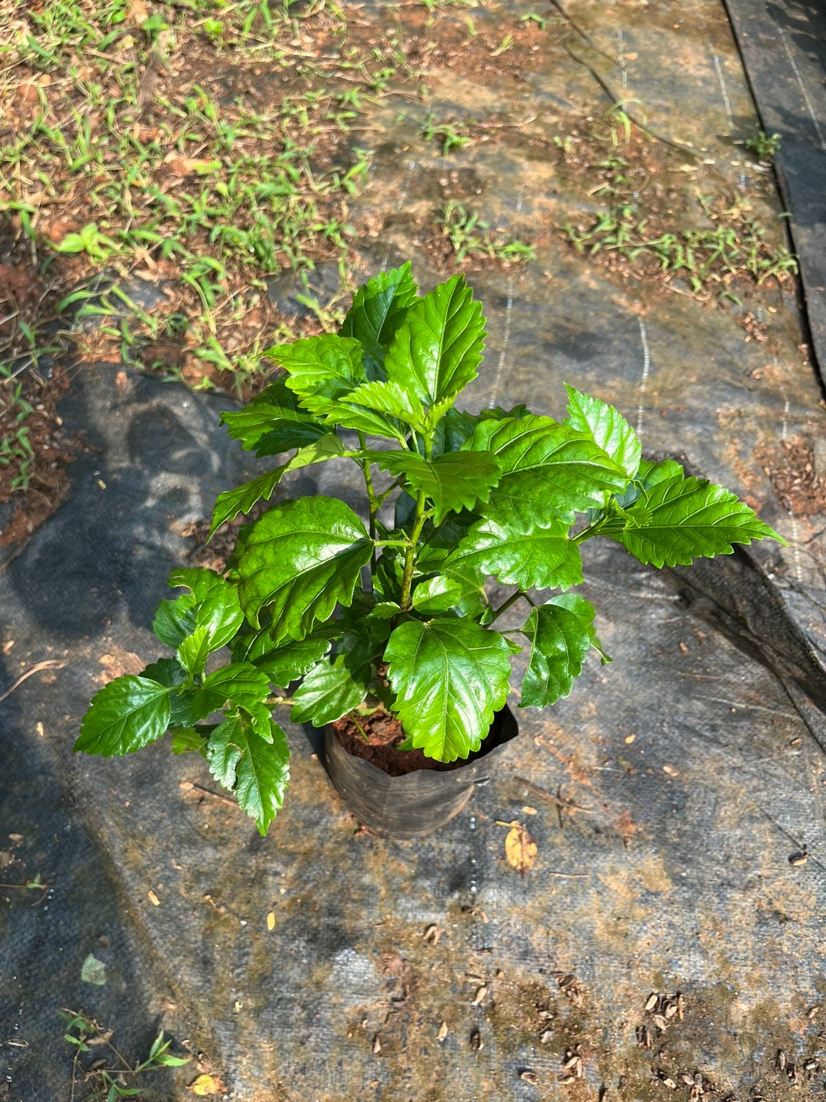 Hibiscus Red Multi-petal