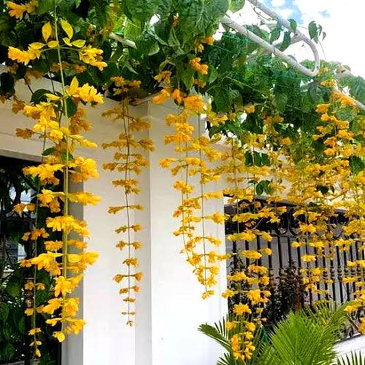 Golden Cascade