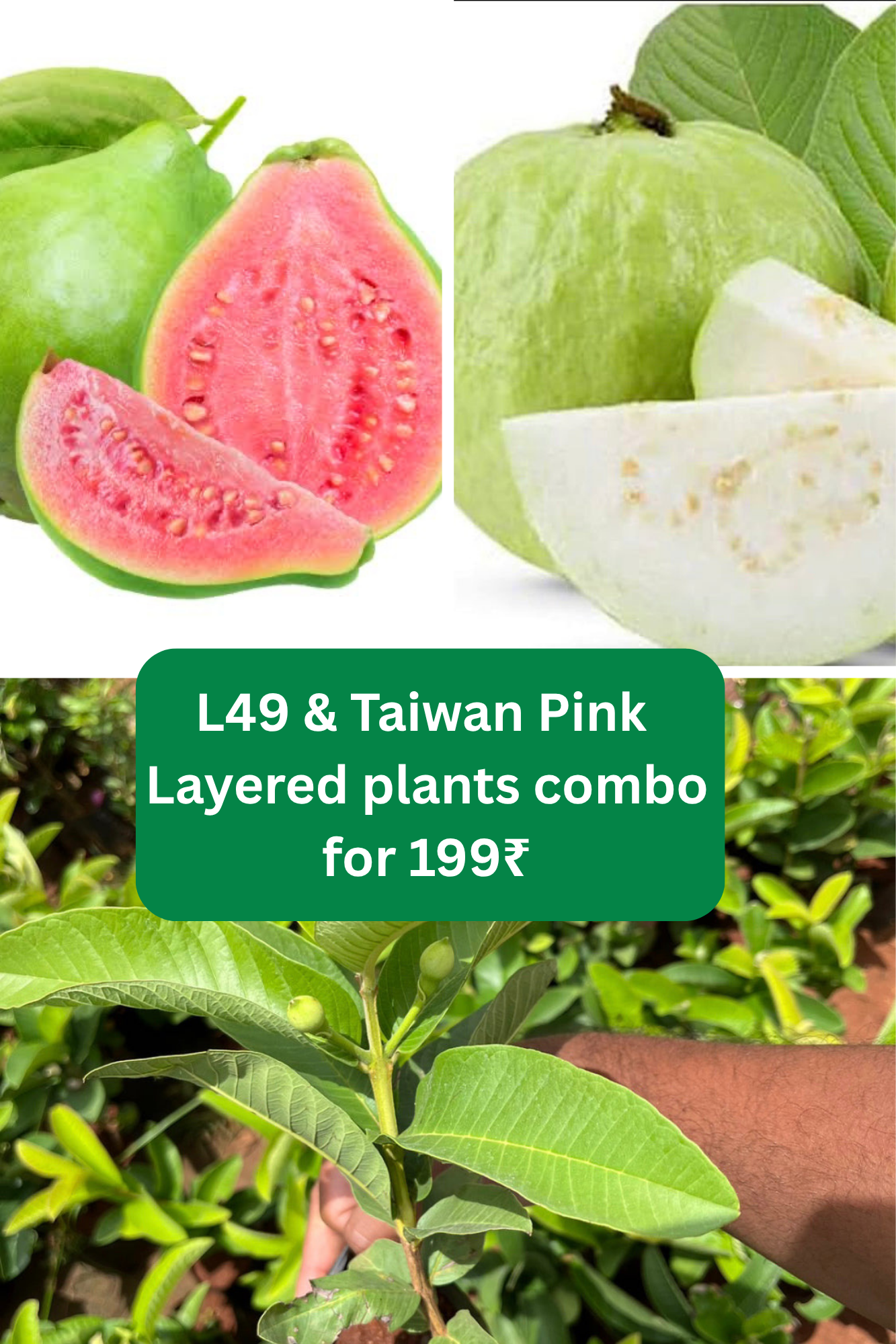 L49 & Taiwan Pink Guava Layered plants combo