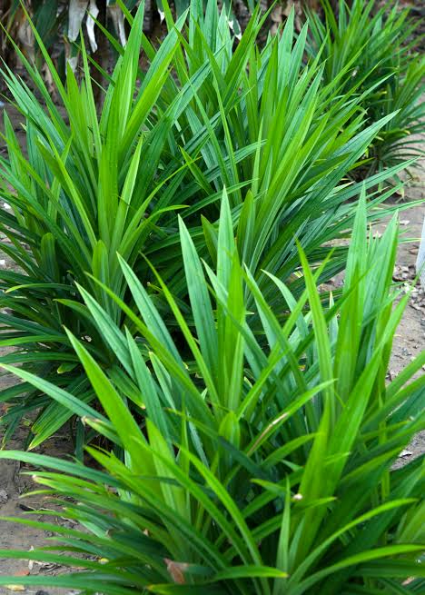 Pandan Leaf Plant