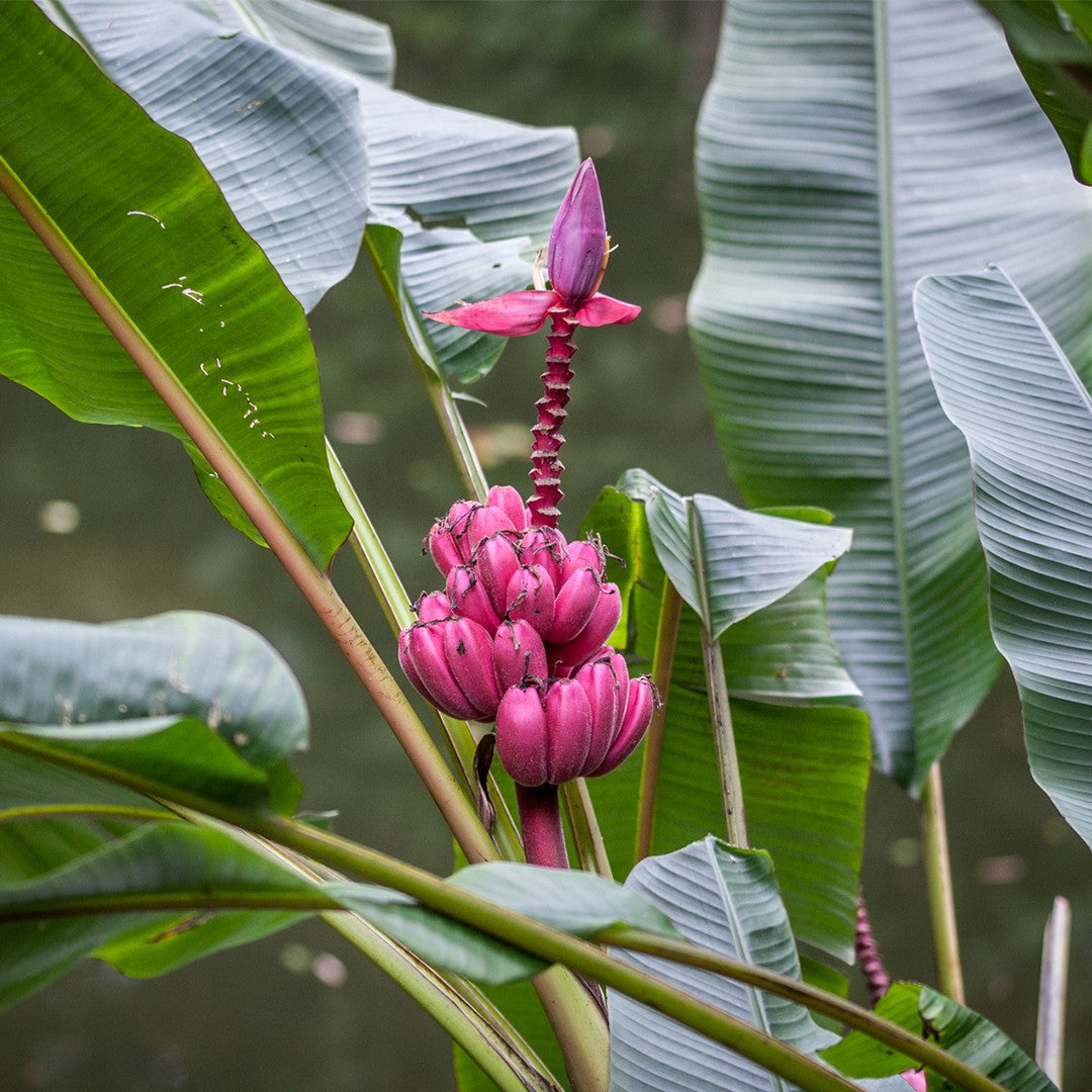 Musa velutina