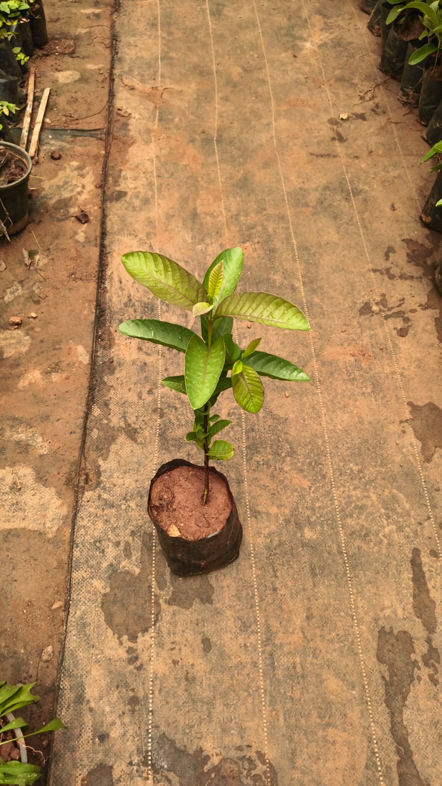 Taiwan Pink Guava