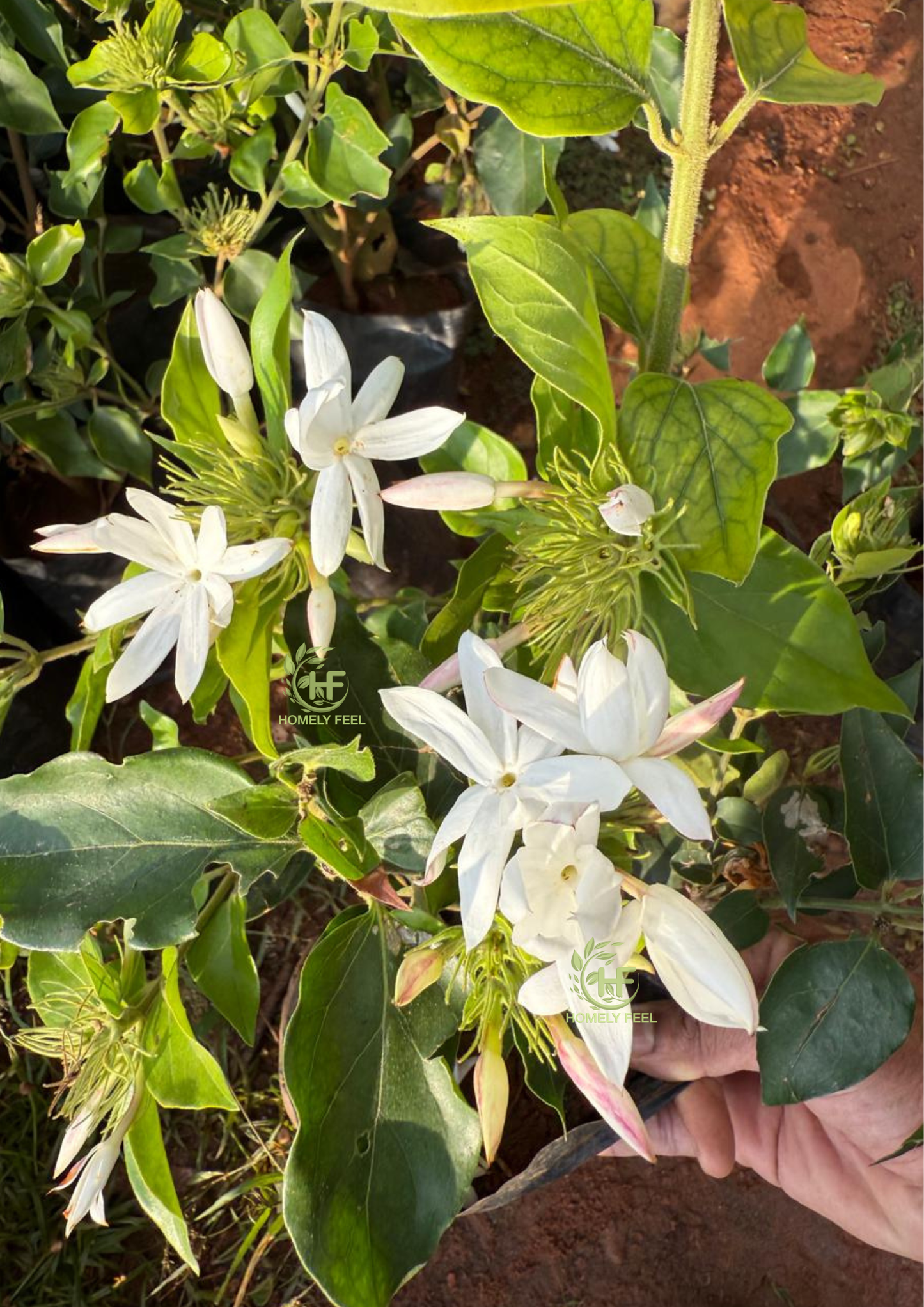 Kagda Jasmine(long bud)