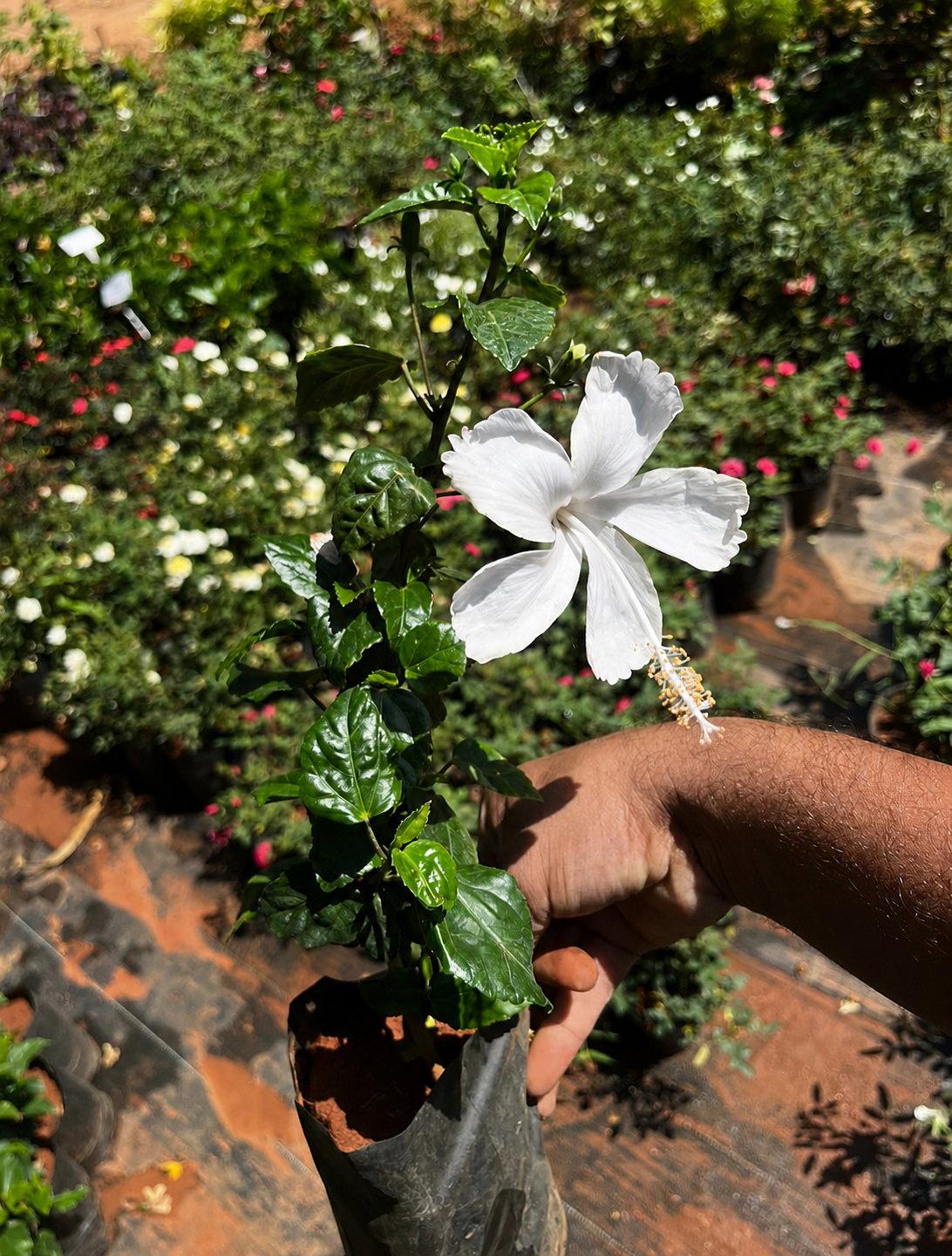 Hibiscus White Desi