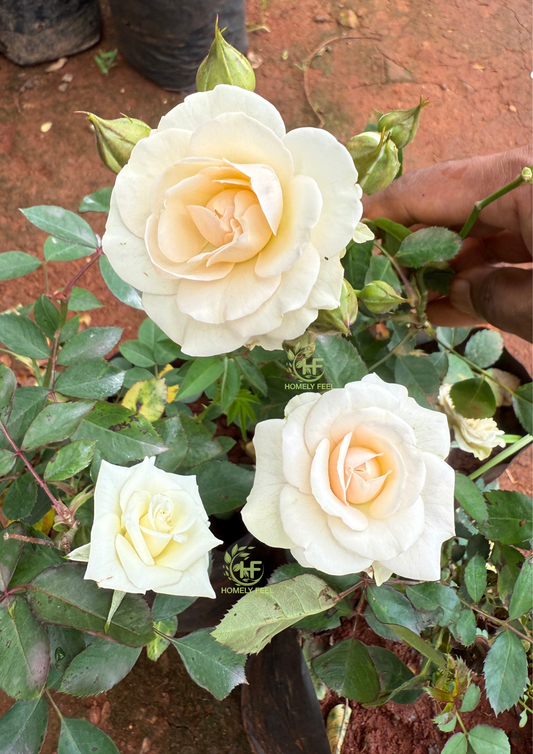 Sandal Rose