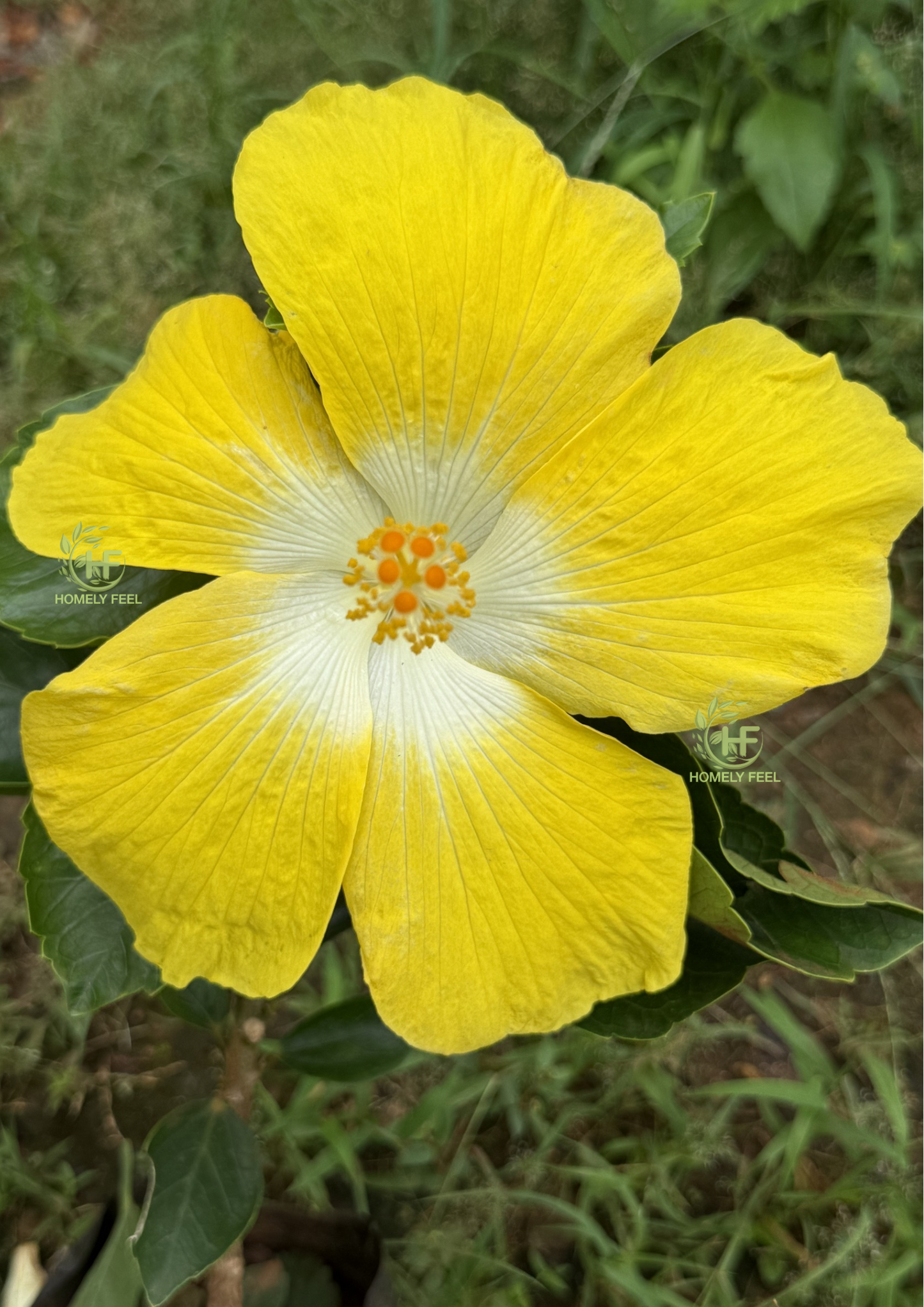 Hibiscus Royal yellow Hybrid