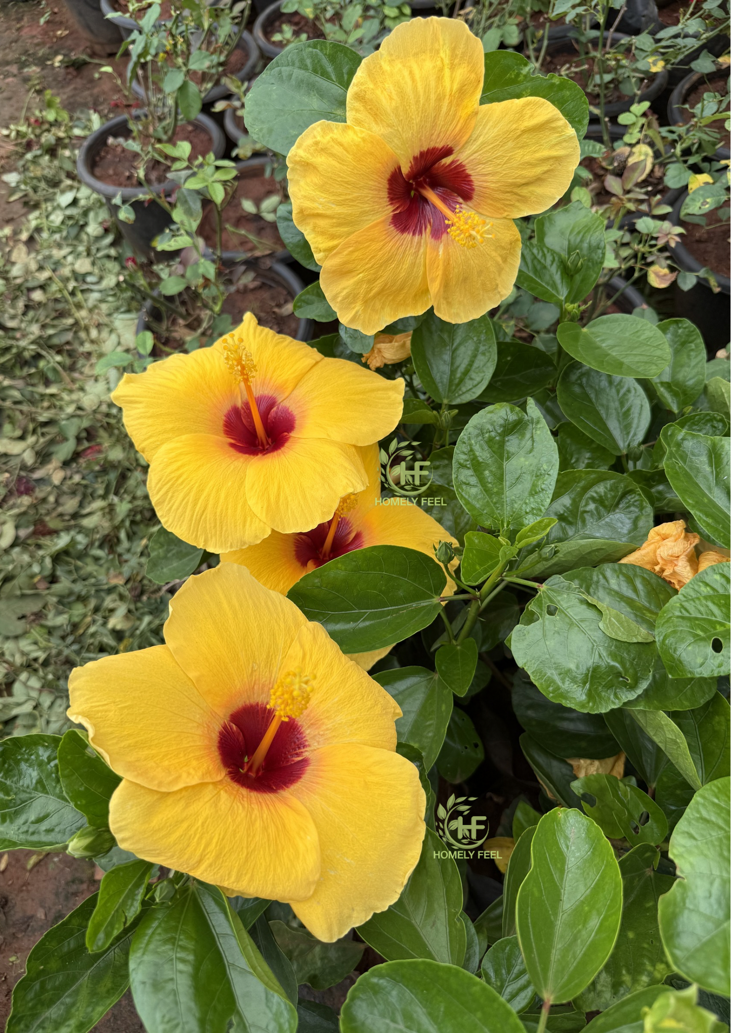 Hibiscus yellow(red inside) Hybrid