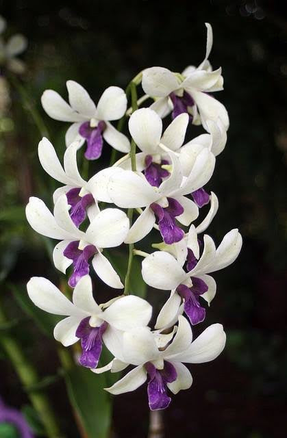 Dendrobium Orchid(Woon Leng Chao Phraya ) Seedling