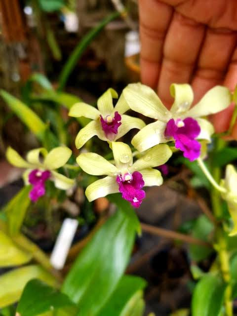 Dendrobium Orchid(Uthai Green) Seedling