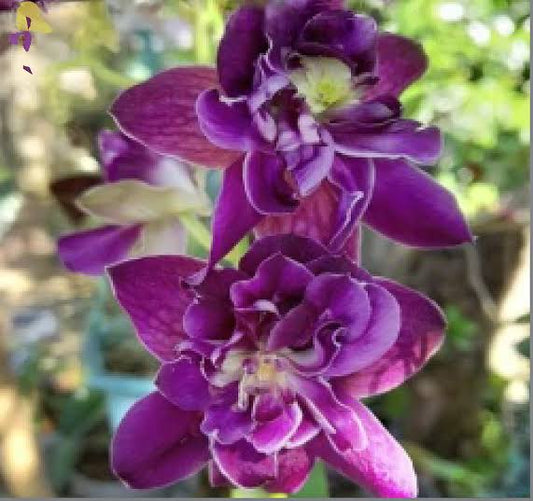 Dendrobium Orchid(Betty Rose Purple) Seedling