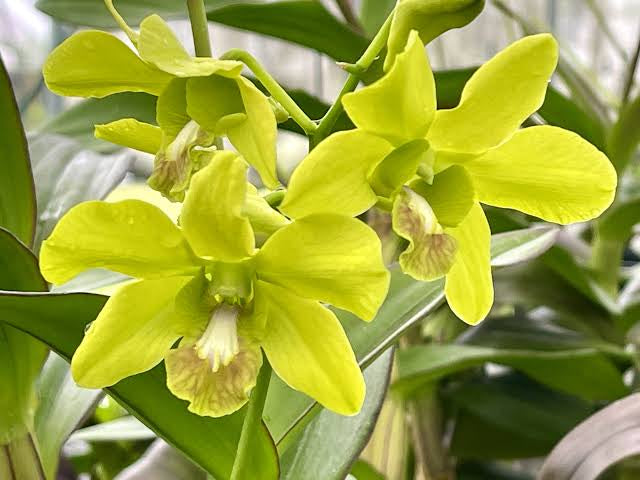 Dendrobium Orchid(Airy Apple Green) Seedling