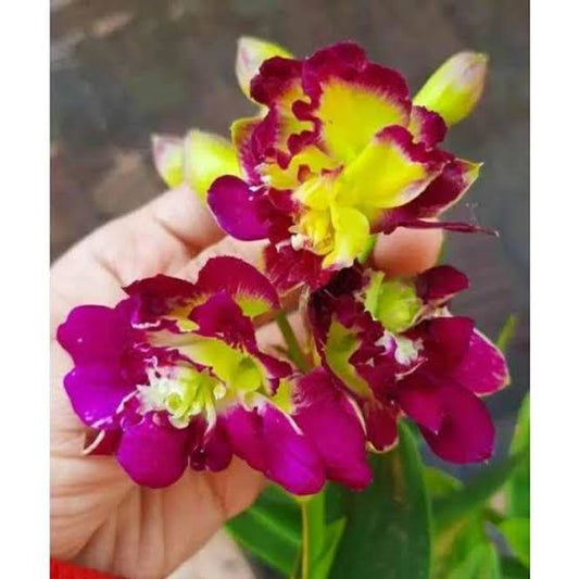 Dendrobium Orchid(Sun Shine Rose) Seedling