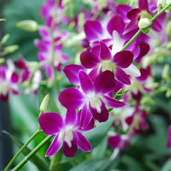 Dendrobium Orchid(Sonia purple) Mature plant