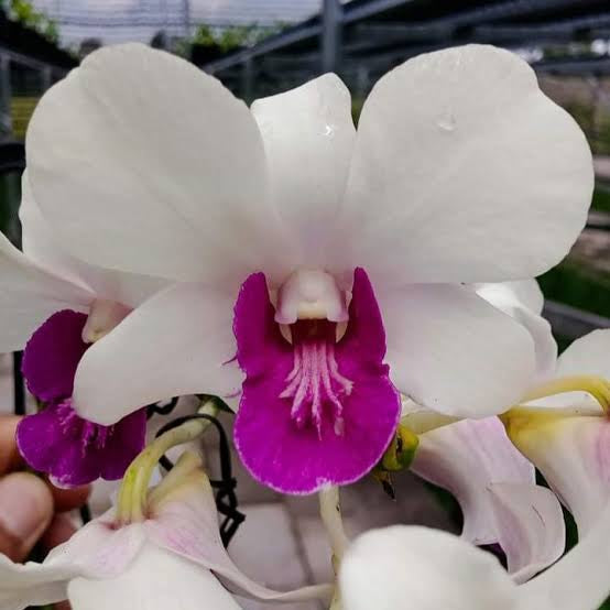 Dendrobium Orchid(Charming White) Mature plant