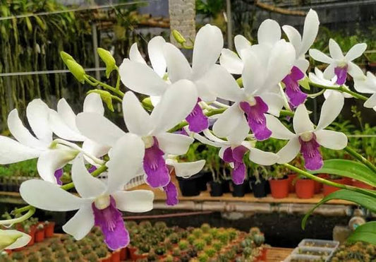 Dendrobium Orchid(Charming White) Mature plant