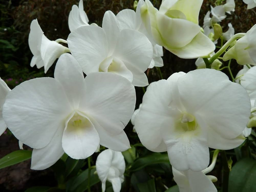 Dendrobium Orchid(Airy White) Mature Plant