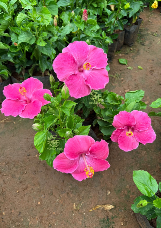 Hibiscus Dark Pink Hybrid