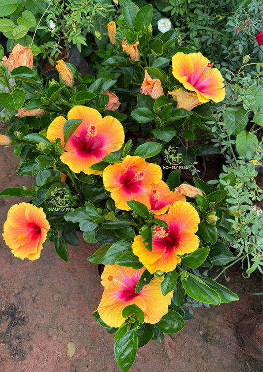 Hibiscus Royal Fiesta Hybrid
