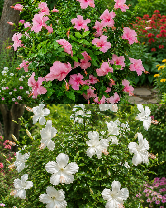 Hibiscus Desi Pink & White Combo