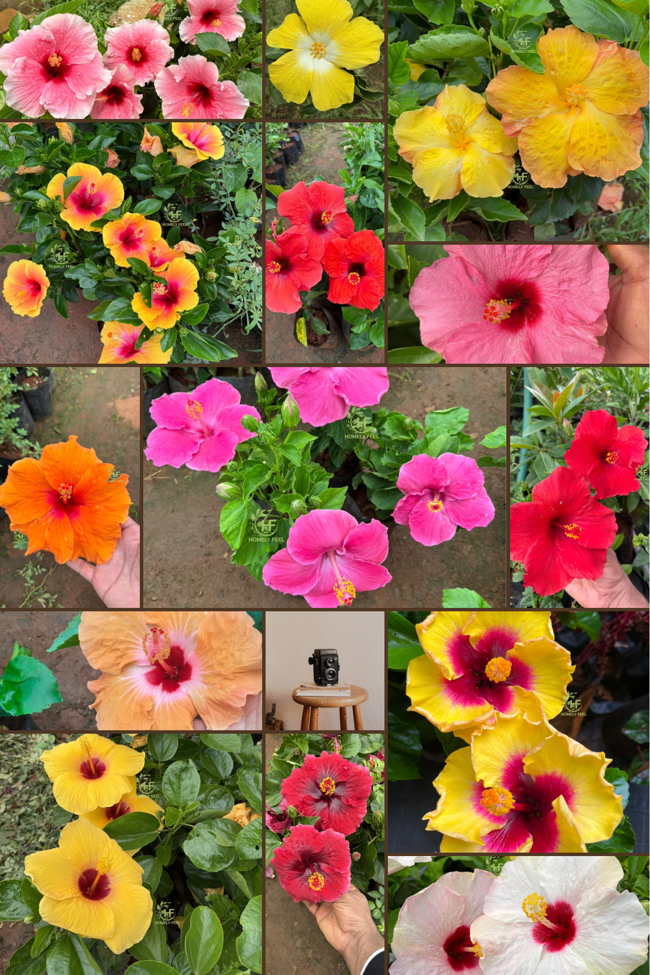 Hibiscus Hybrid Combo(5 Different Varieties)