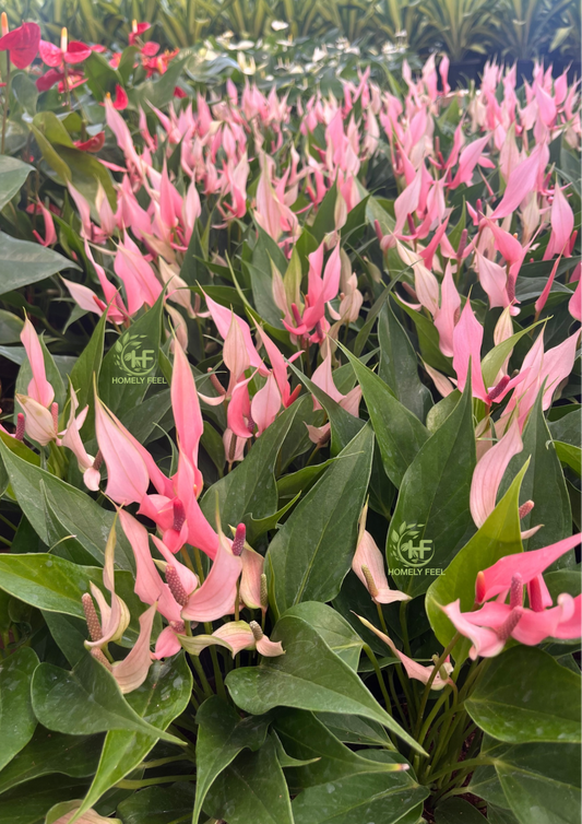 Anthurium Pink Narrow