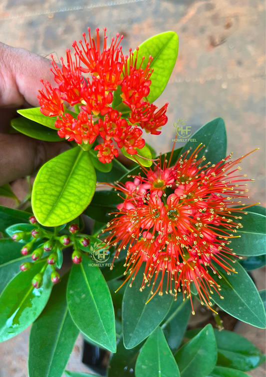 Rosida Varieties – Homely Feel Gardens