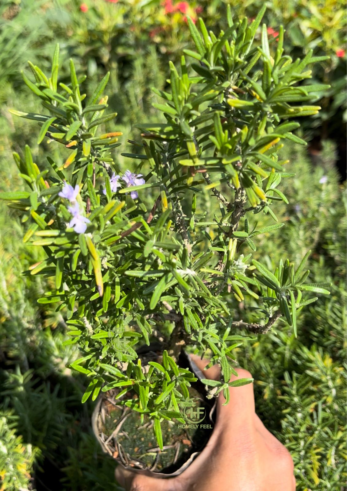 Rosemary