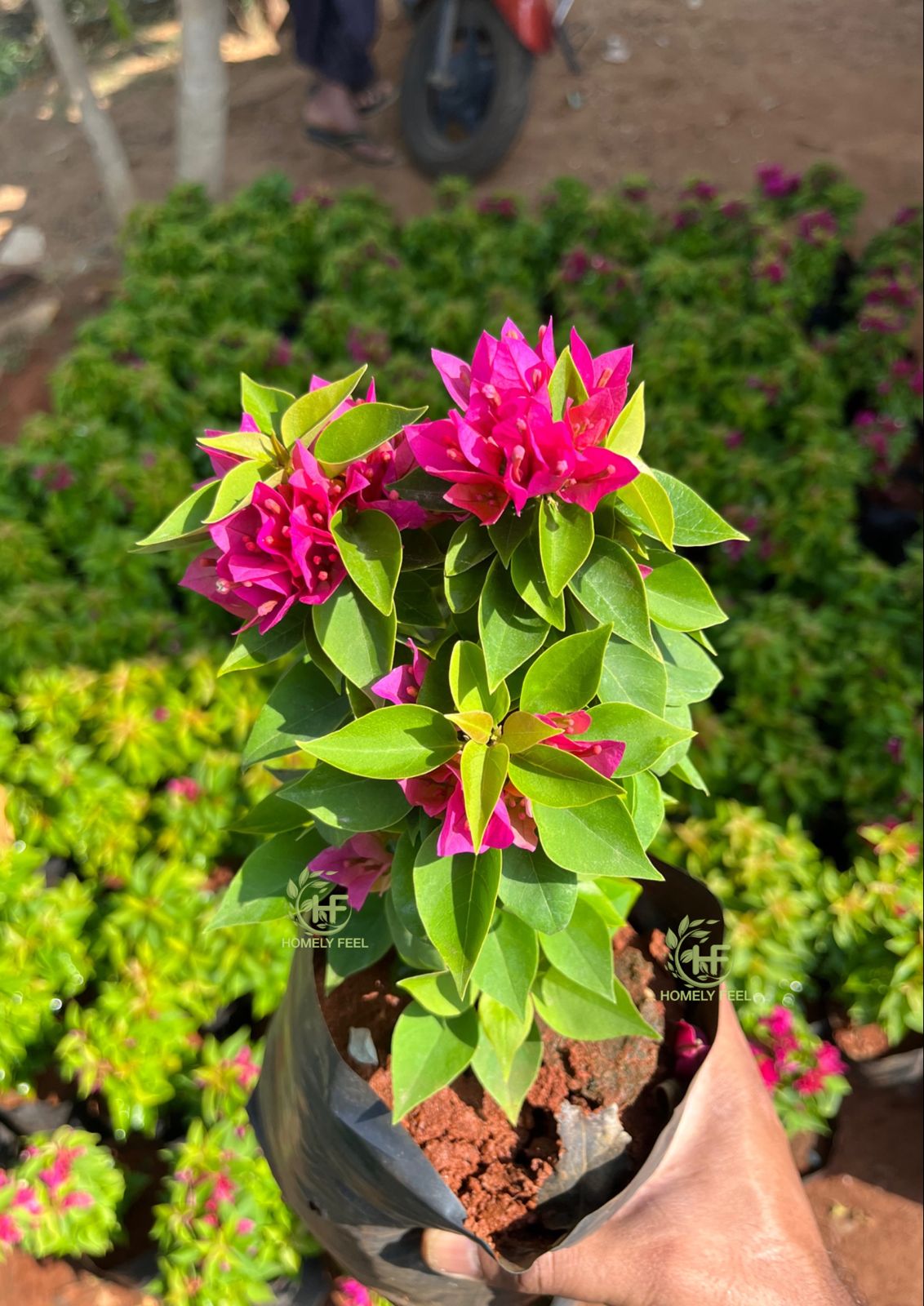 Bougainvillea Glabra Pink Pixie