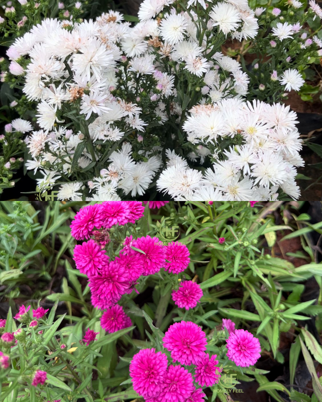 Daisy Combo(White&Dark pink)