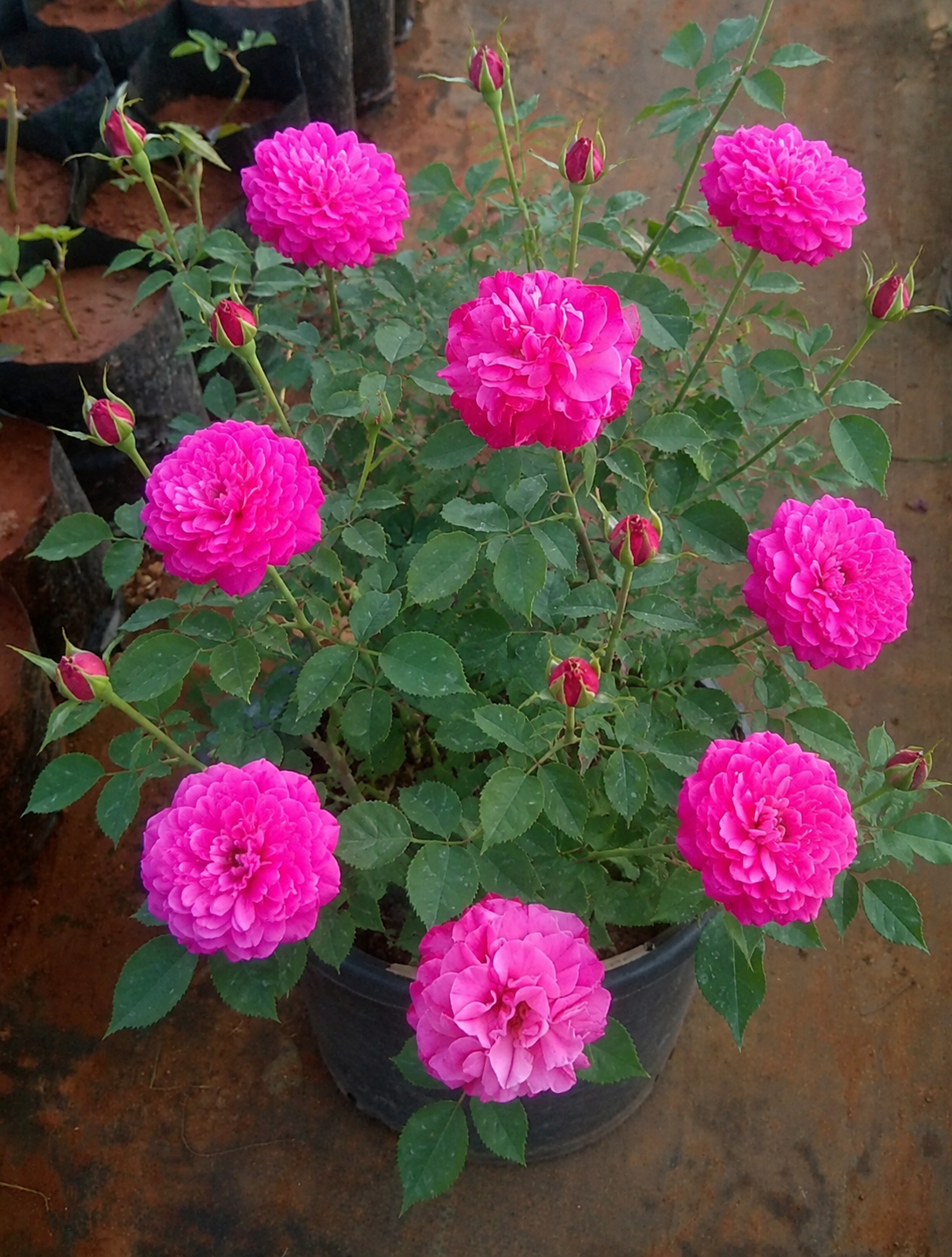 Desi Pink Rose(Scented-Own rooted-Nadan)