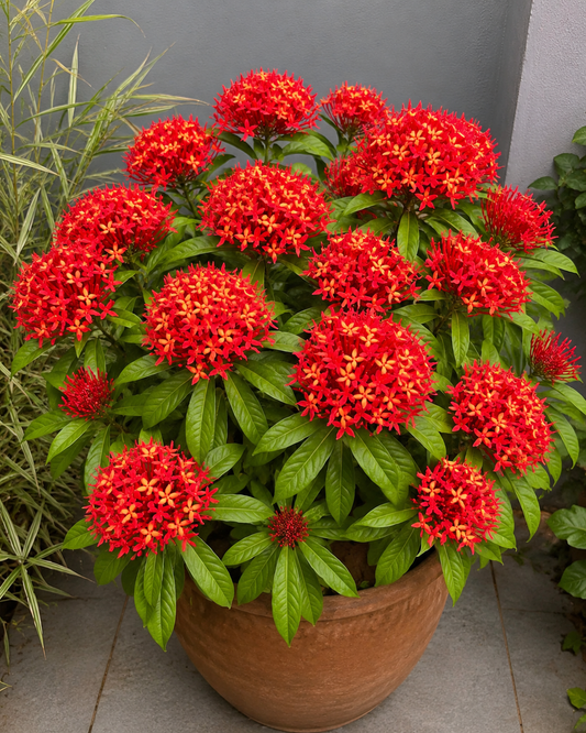 Ixora ashoka(Ashoka Thechi).
