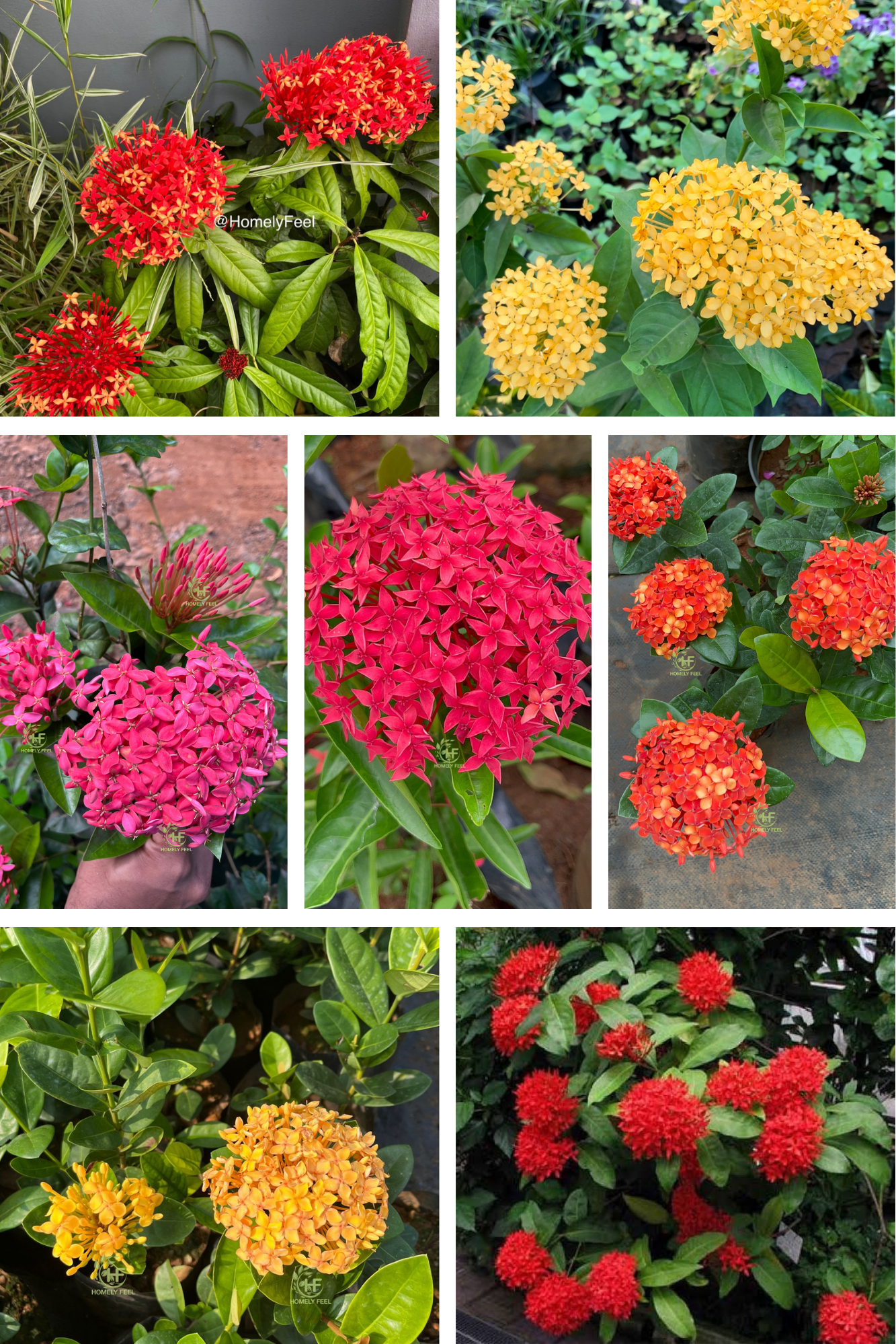 Ixora Combo(7 Varieties)
