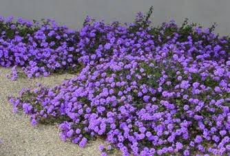 Lantana Purple(creeper,hanging)