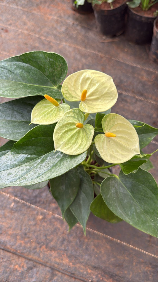 Anthurium Pista Colour.