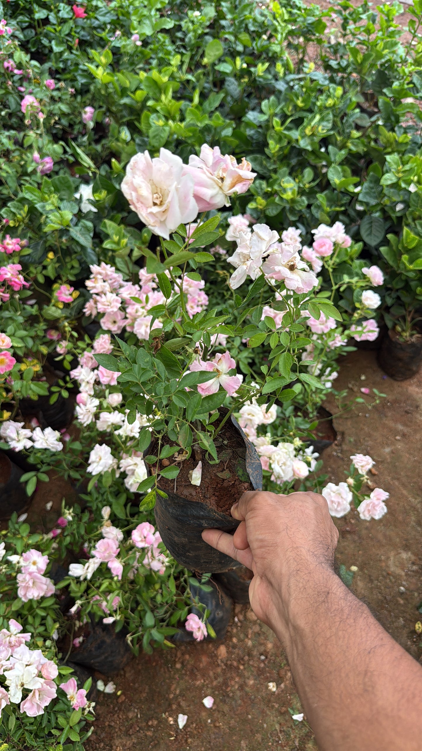 Ahalaya Rose(Summer Snow Pink)(Own Rooted-Nadan)