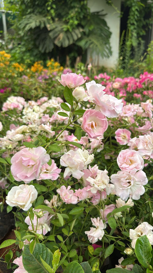 Ahalaya Rose(Summer Snow Pink)(Own Rooted-Nadan)