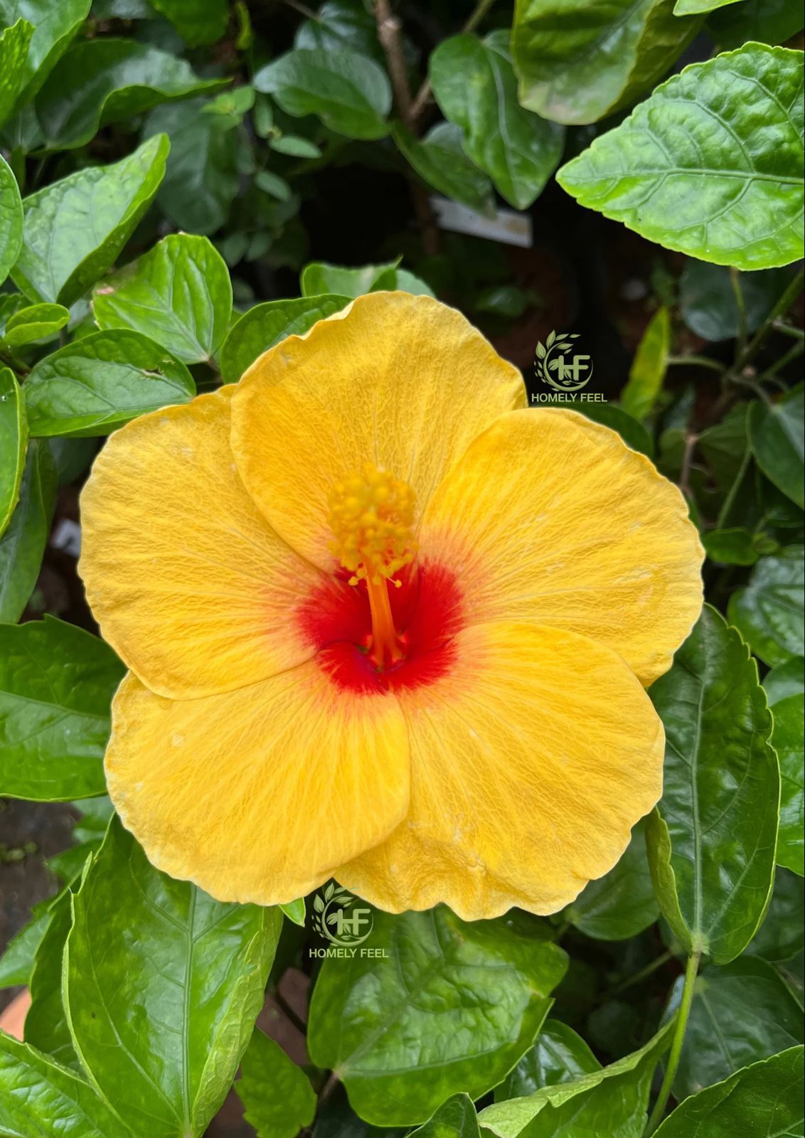 Hibiscus yellow(red inside) Hybrid