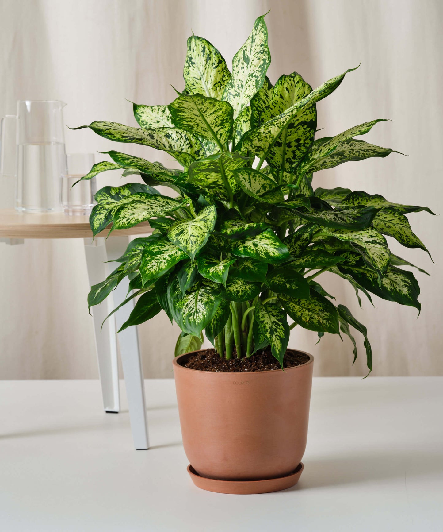 Dieffenbachia Maculata(single shoot)