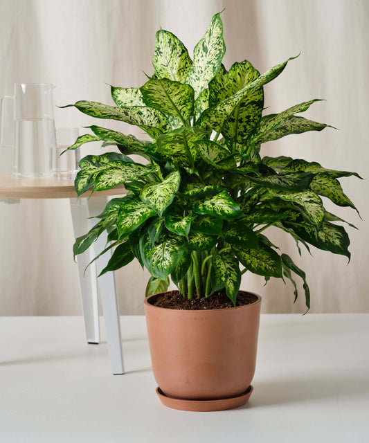 Dieffenbachia Maculata(single shoot)