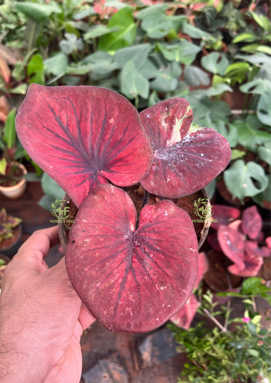 Caladium C07