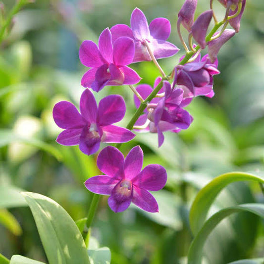 Dendrobium Orchid(Sweet Blue) Mature Plant